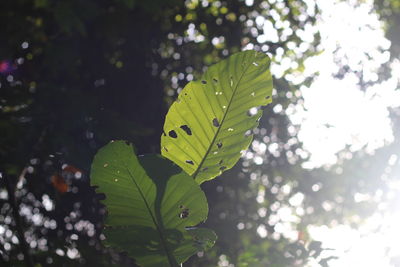 Close-up of leaves against blurred background