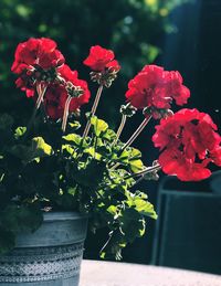 Close-up of red flowers blooming outdoors