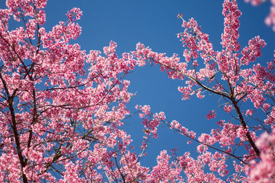 Low angle view of cherry blossoms against sky