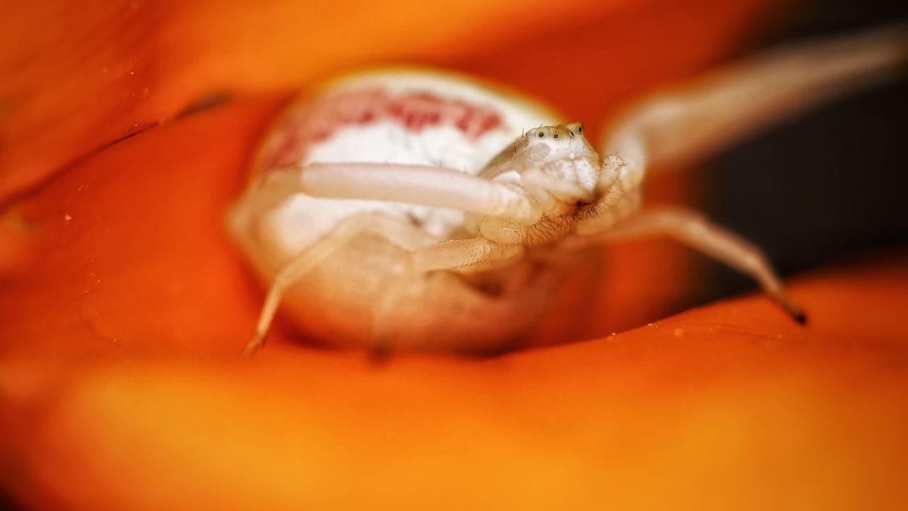 CLOSE-UP OF SHELL