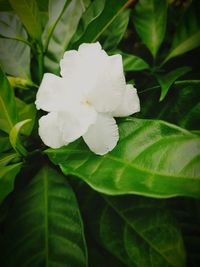 Close-up of flowers