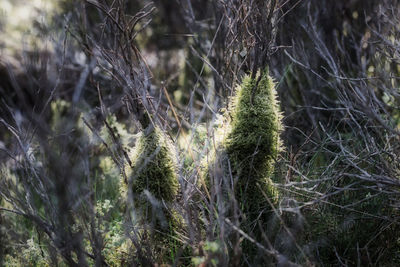 Close-up of plants growing on field