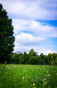 Scenic view of field against sky