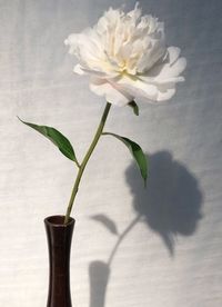 Close-up of white flowering plant