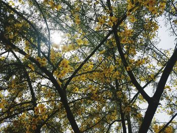 Low angle view of trees against sky