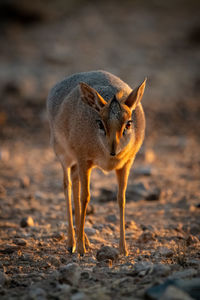 Kirk dik-dik stands on gravel at dawn