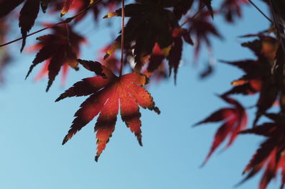 Low angle view of maple tree against sky