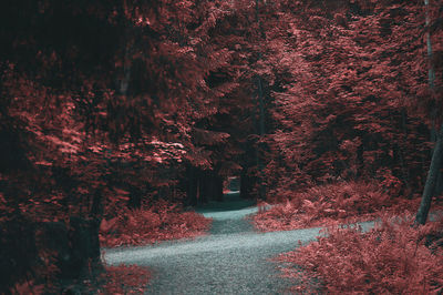 Trees in forest during autumn
