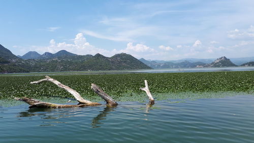 Ducks in lake against sky