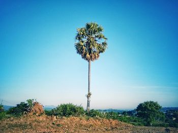 Plant growing on field against clear blue sky