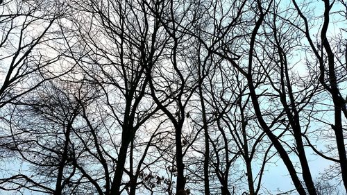 Low angle view of tree against sky