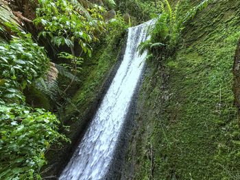 Scenic view of waterfall in forest