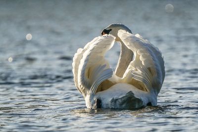 View of swan swimming in lake