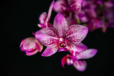 Close-up of pink orchid against black background