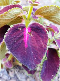 Close-up of purple flower