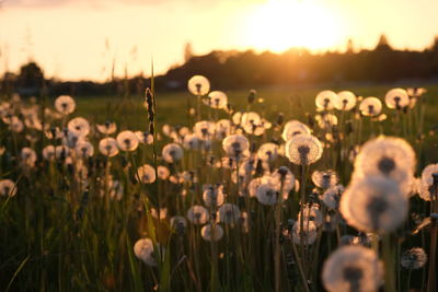 Close-up of flowers growing in field