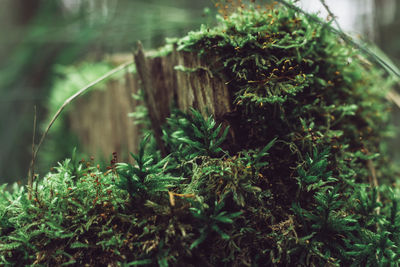 Close-up of plant growing on tree