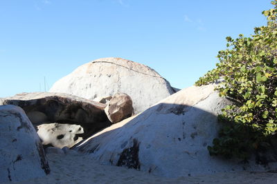 View of animal on rock against sky during winter