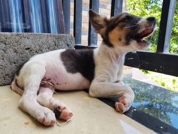 View of a dog resting