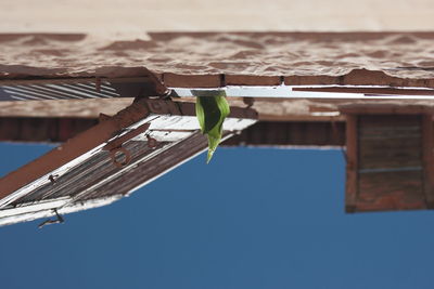 Close-up low angle view of umbrella