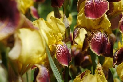 Close-up of yellow flowering plant