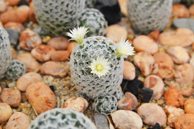 Close-up of succulent plant