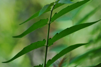 Close-up of green leaf on plant