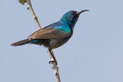 Low angle view of bird perching on branch against clear blue sky