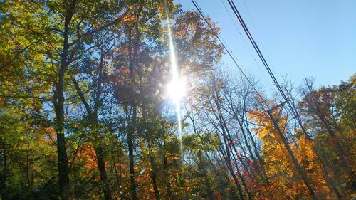 Low angle view of trees against sky