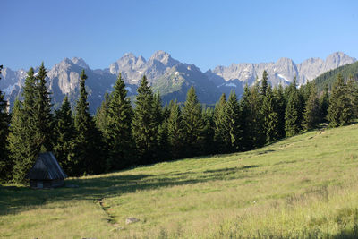 Scenic view of trees and mountains against sky