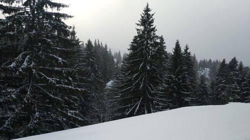 Pine trees on snow covered mountain against sky