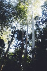 Low angle view of trees in forest