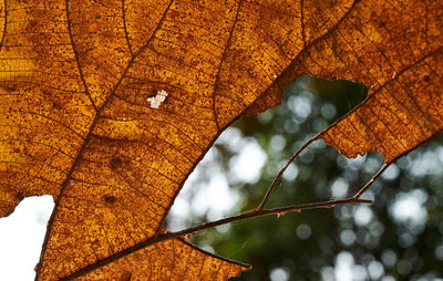 Low angle view of maple leaf on tree during autumn