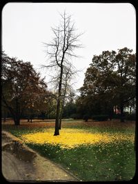 Yellow trees against clear sky