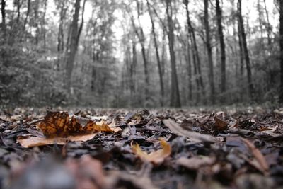 Surface level of autumn leaves in forest