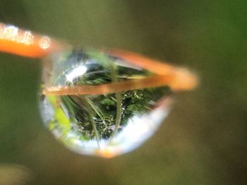 Close-up of insect on water