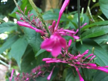 Close-up of pink flowers blooming outdoors