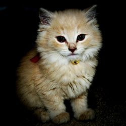 Portrait of cat over black background