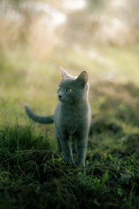 Portrait of cat on field