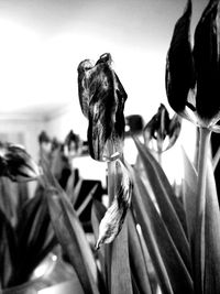 Close-up of plant against blurred background