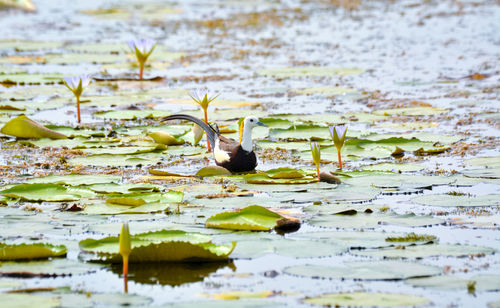 High angle view of birds in lake