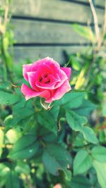 Close-up of pink rose