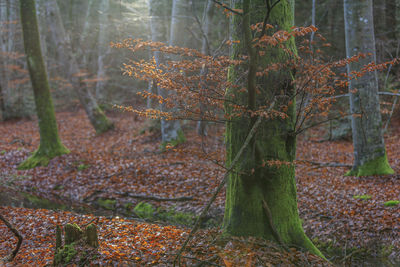 Close-up of tree in forest during autumn