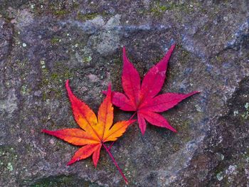 High angle view of maple leaves on plant