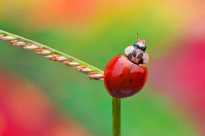 Close-up of ladybug on plant