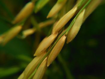 Close-up of flower