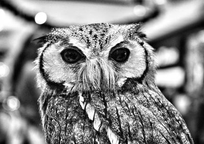 Close-up portrait of owl