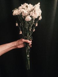 Close-up of white flower over black background