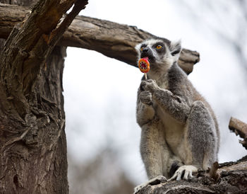 Monkey sitting on tree trunk