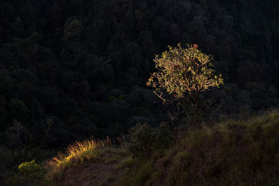 Firework display in forest against sky at night